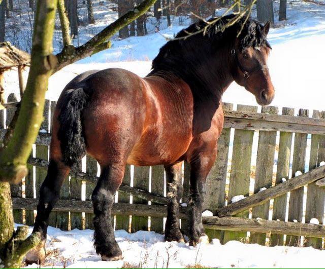 Sztumski Draft Horse